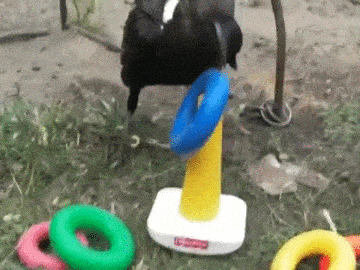 crow, intelligence, stacking rings, toy, learning, corvids