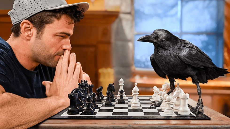 A crow had to solve a 9-puzzle escape room to get some chicken nuggets. Watch her ace it.