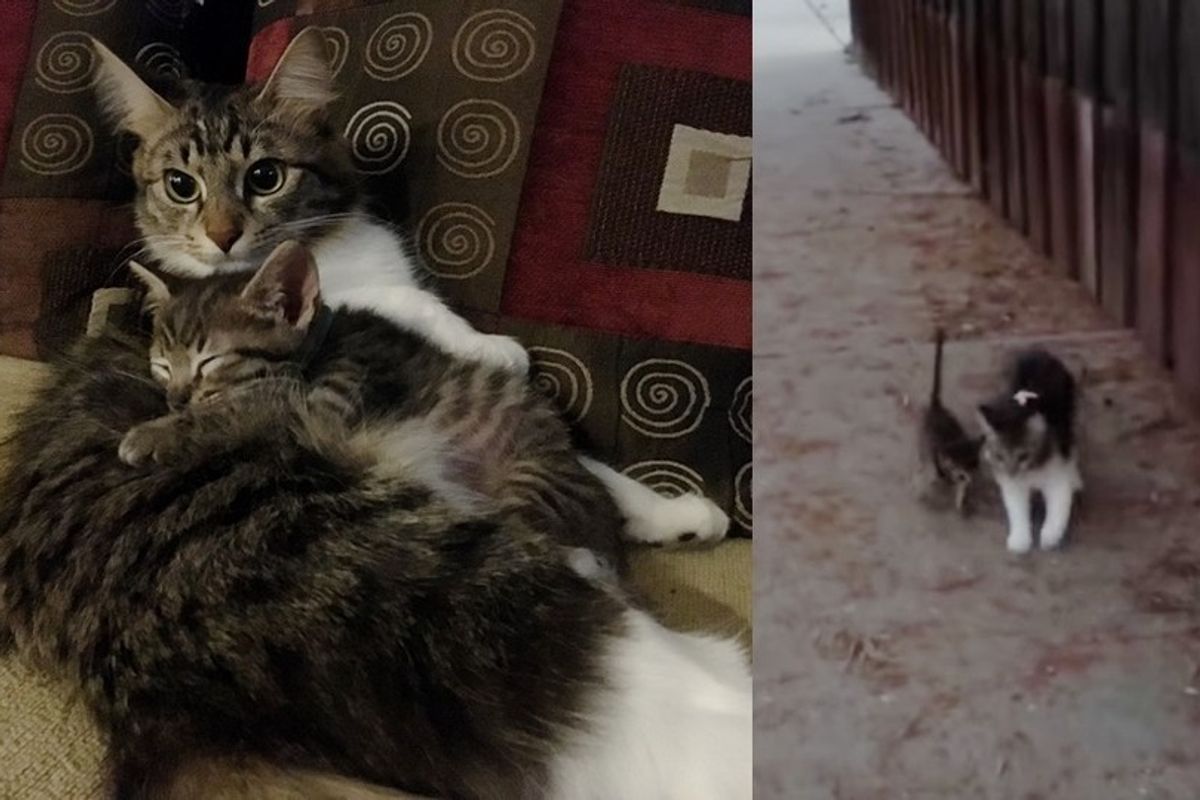Rescue Cat Guards Foster Kitten and Teaches Him to Walk Just Like Her