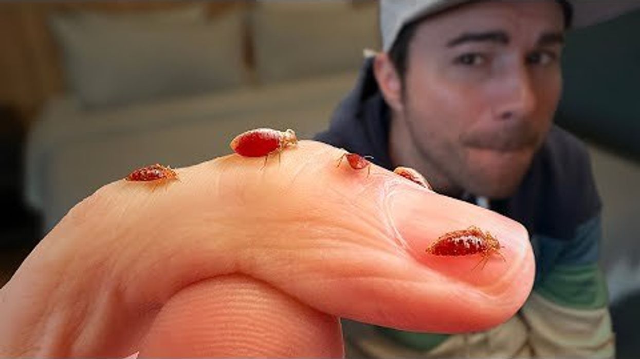 Mark Rober experiments prove what actually kills bed bugs - Upworthy, image size:1245x700