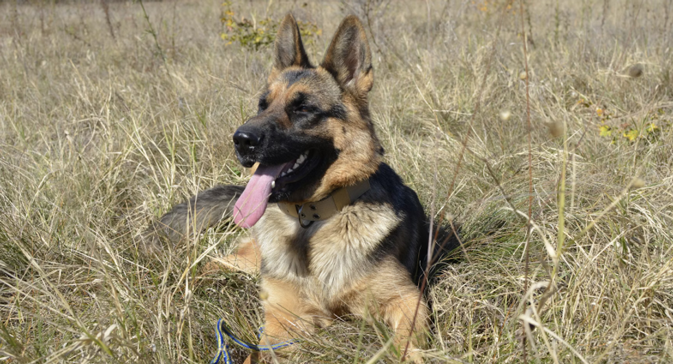 german shepards, dogs, pet sitters, dog breeds, dog in grass, happy dog