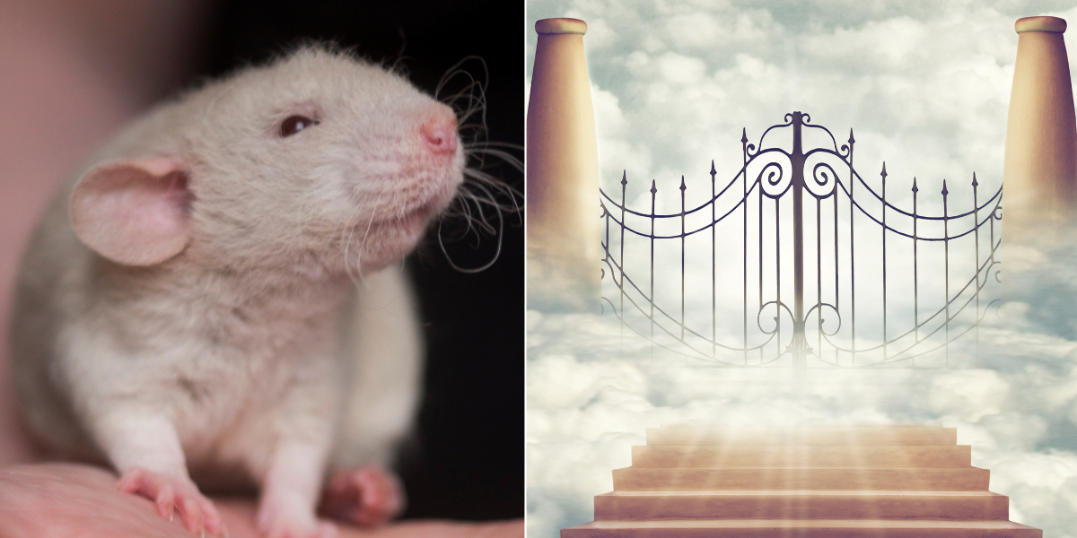 A scientist created a 'utopia' for mice and then they all started dying