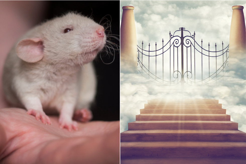 A scientist created a 'utopia' for mice and then they all started dying