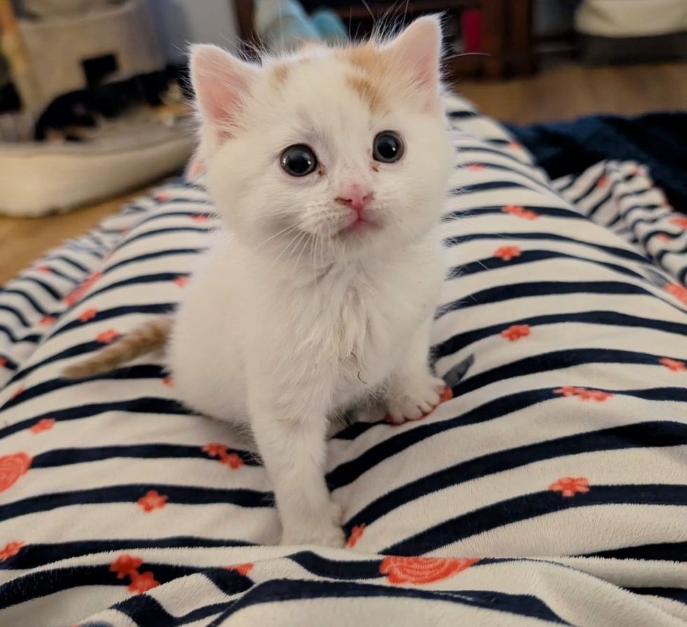 They Take in Kitten Who Needs Help, and He’s Immediately Drawn to House Canines, Following in Their Footsteps They Take in Kitten Who Needs Help, and He’s Immediately Drawn to House Canines, Following in Their Footsteps