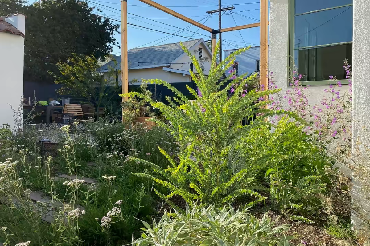 nature. yard, large plants, makeover, native plants