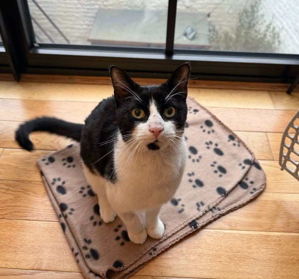 Sweet Cat Attenzione Seeker