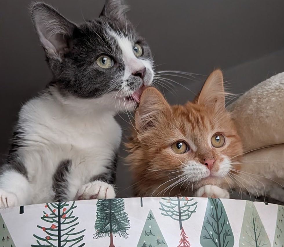 Kitten, Hard of Hearing, Decides to Follow Hearing Cat Everywhere, Even Showing Him Courage Along the Way Kitten, Hard of Hearing, Decides to Follow Hearing Cat Everywhere, Even Showing Him Courage Along the Way