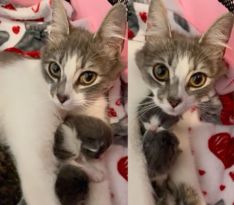 cat nursing kittens