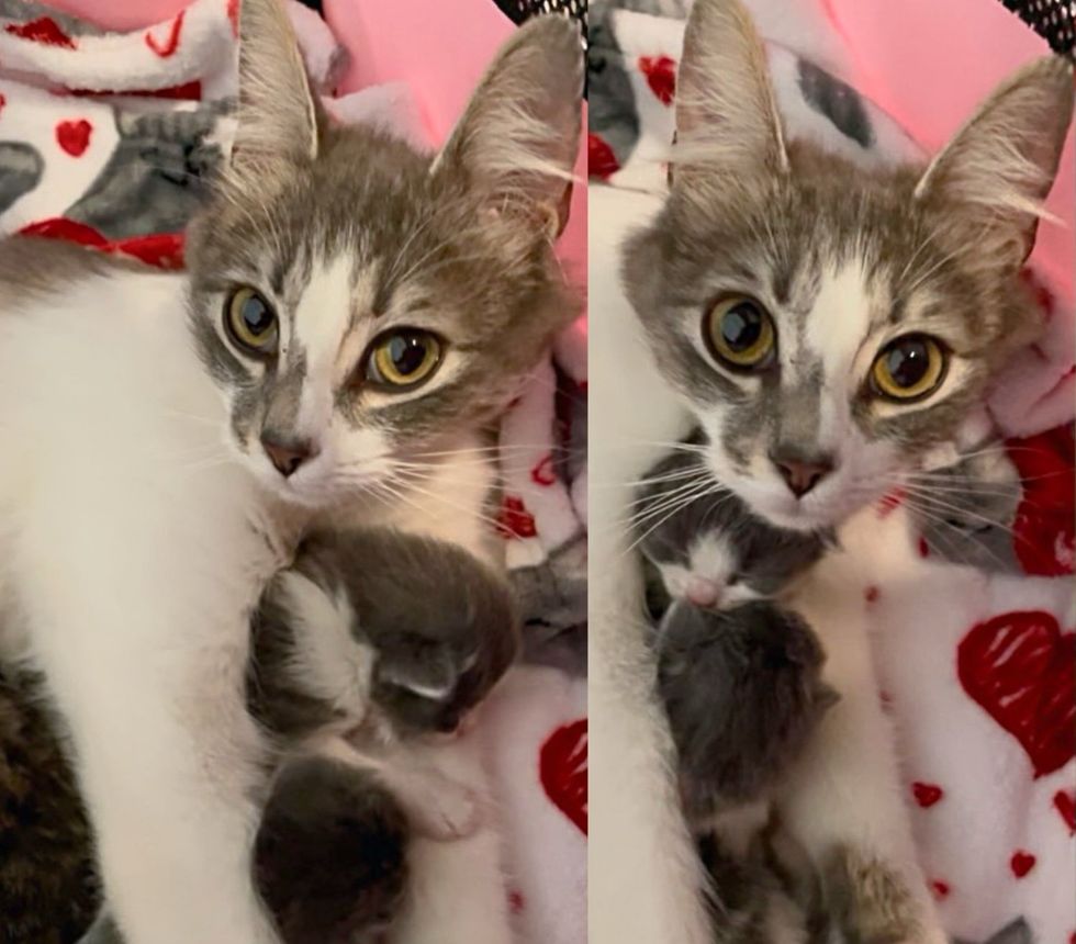 Maintenance Worker Noticed Cat Cradling Her Kittens in Building, Within Hours, Things Turned Around for Them Maintenance Worker Noticed Cat Cradling Her Kittens in Building, Within Hours, Things Turned Around for Them