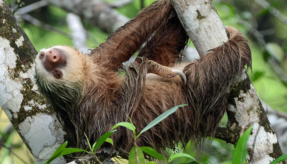 sloth, two-toed sloth, costa rica, la selva biological station, trees, choloepus hoffmanni,