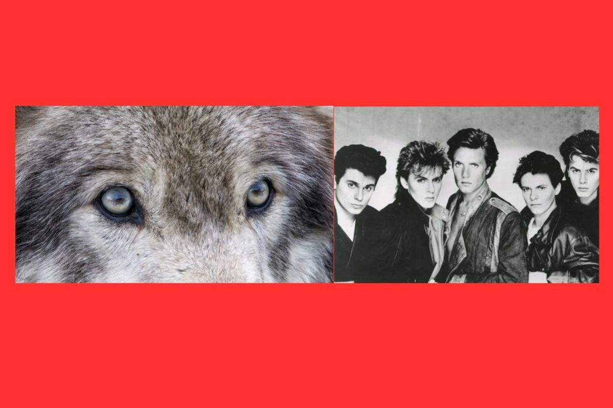 wolves, duran duran, perfume, luxury perfume, 80s, music