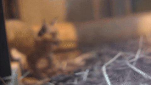 animals, baby animals, footage, camera, recording