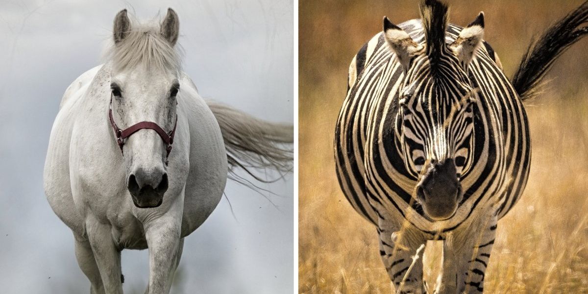 Why have we domesticated some animals and not others? - Upworthy