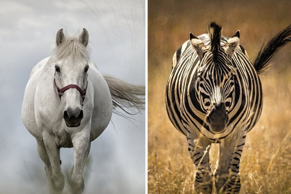 Why have we domesticated some animals but not others? It comes down to four F's.
