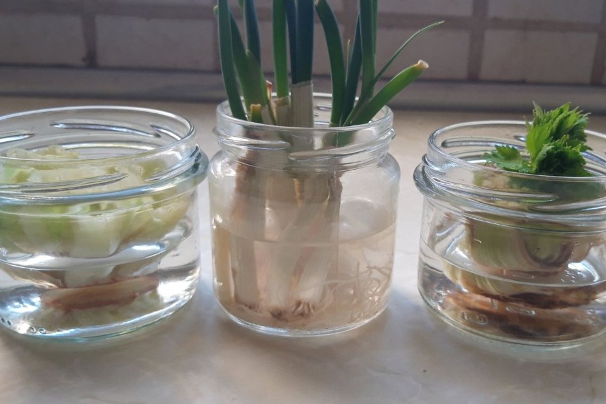 vegetables, veggies, growing vegetables, vegetable garden, gardening