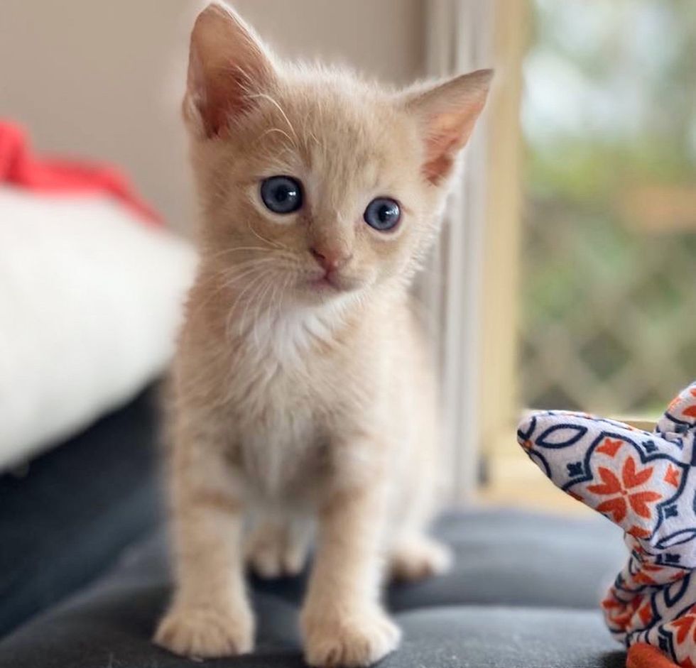 Kind Person Never Forgets the Kitten She Saw in Yard, Returns to Give the Young Cat the Life He Deserves Kind Person Never Forgets the Kitten She Saw in Yard, Returns to Give the Young Cat the Life He Deserves
