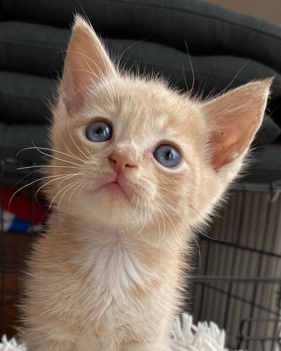 tiny ginger kitten fluffy