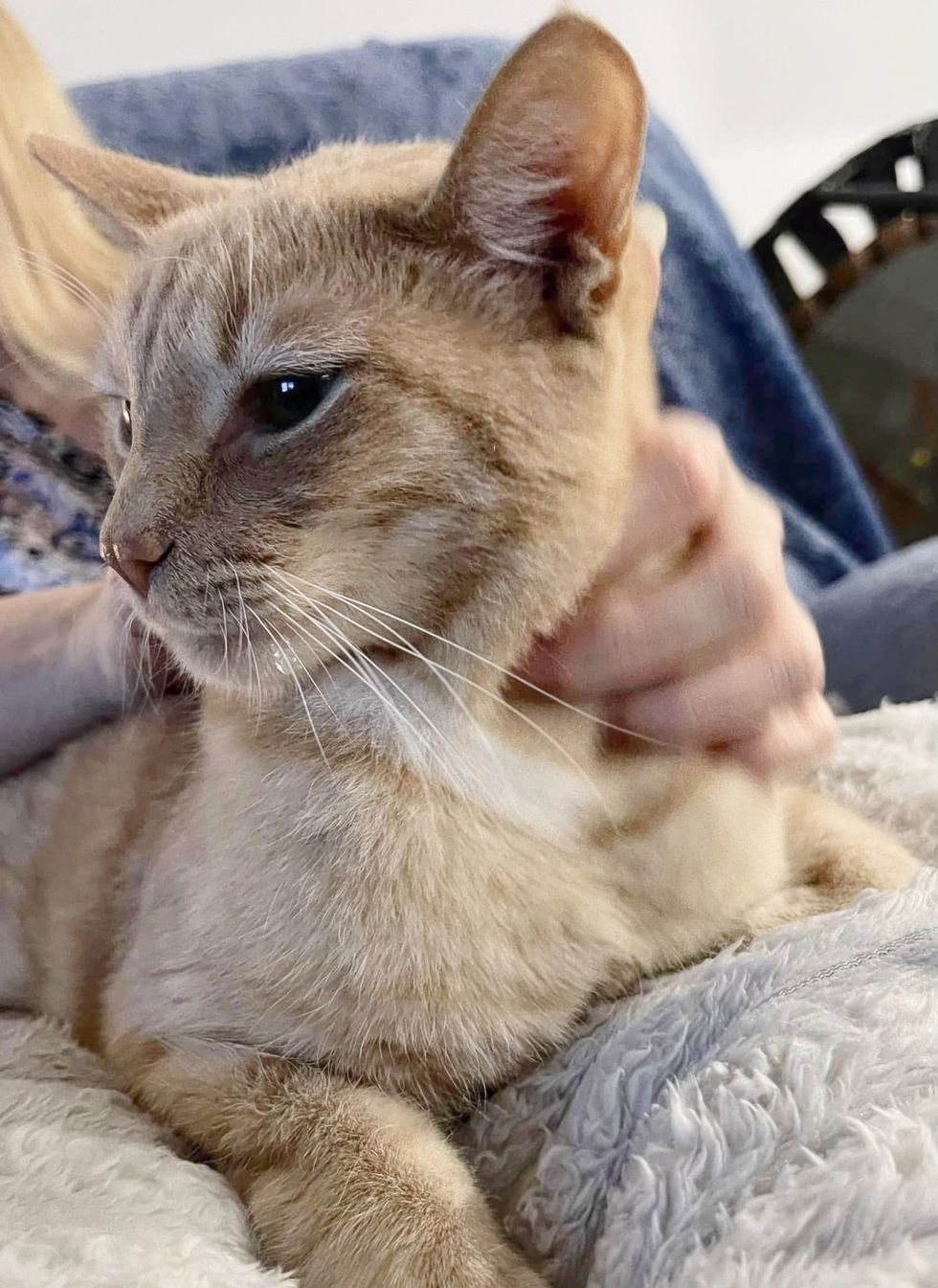 ginger cat drooling