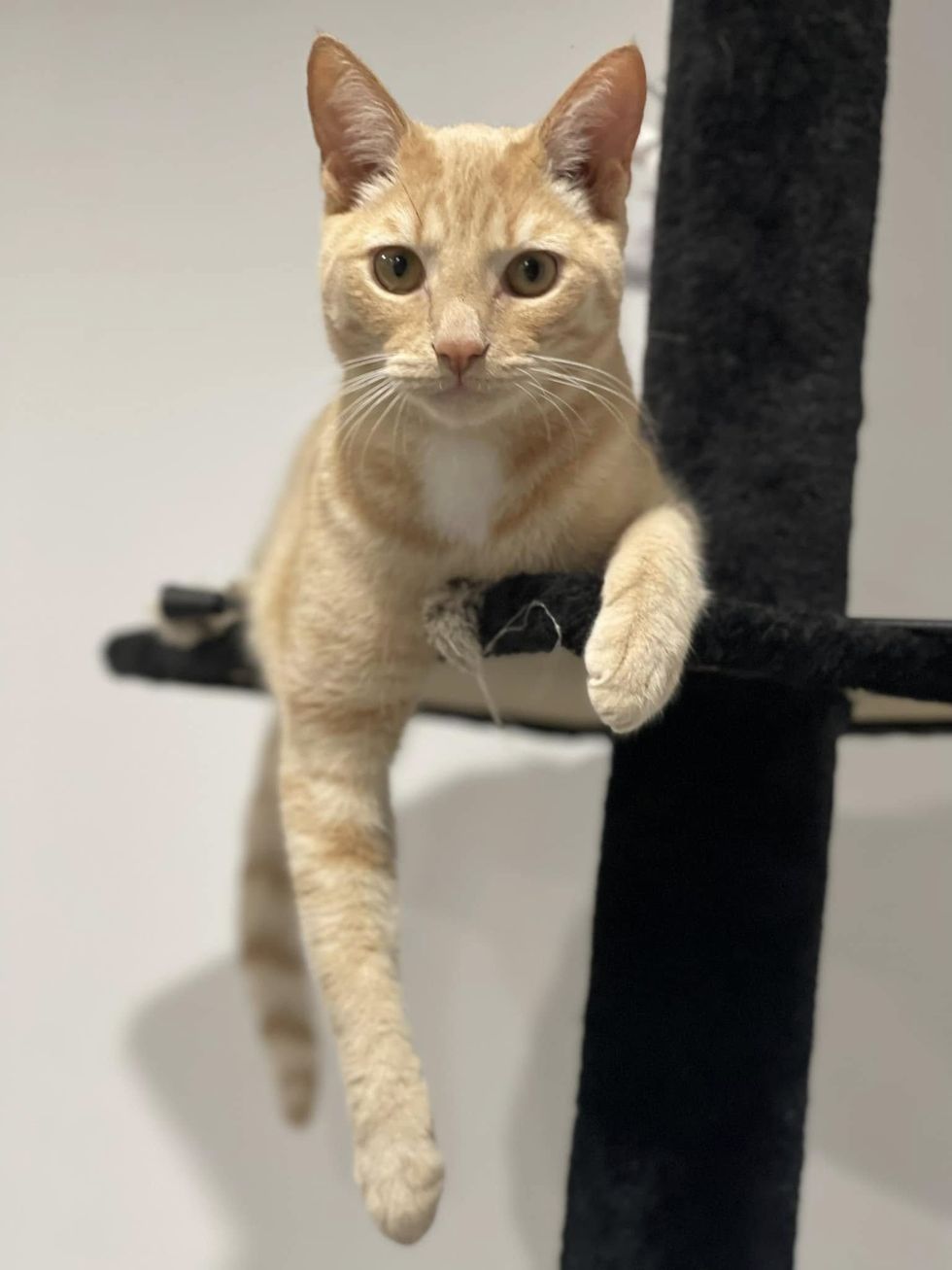 ginger cat tree perching