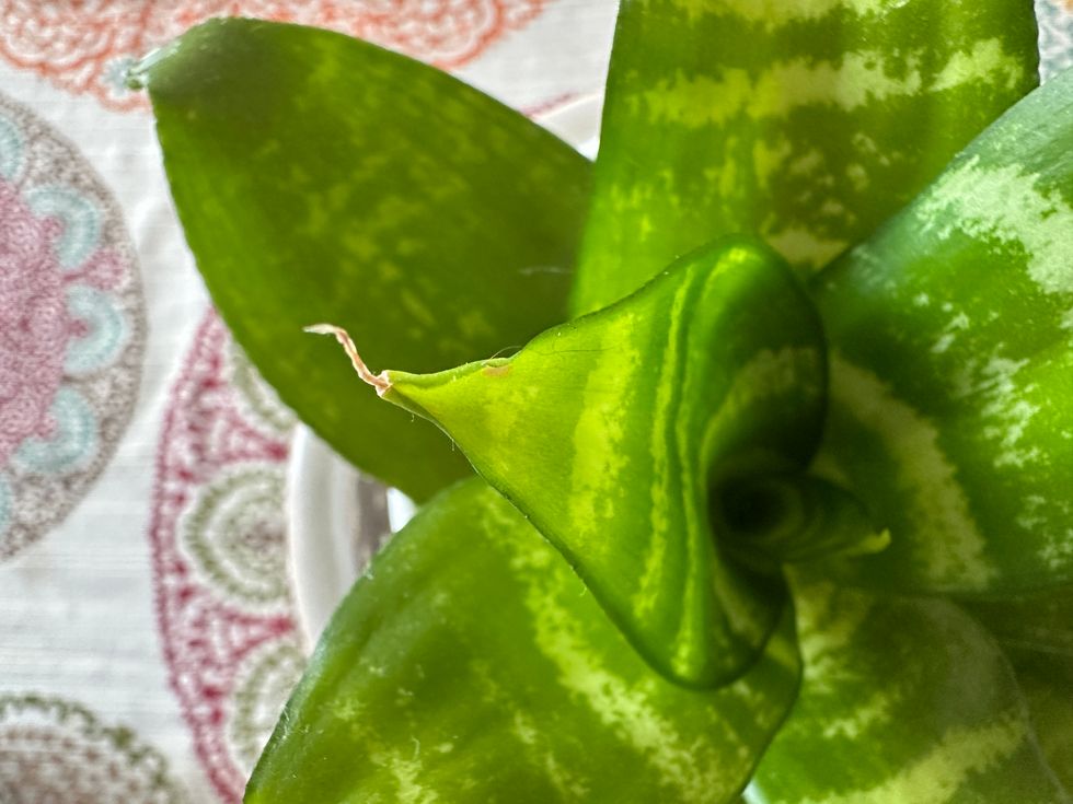 bird's nest snake plant, Sansevieria trifasciata, Hahnii, houseplants, low maintenance plants