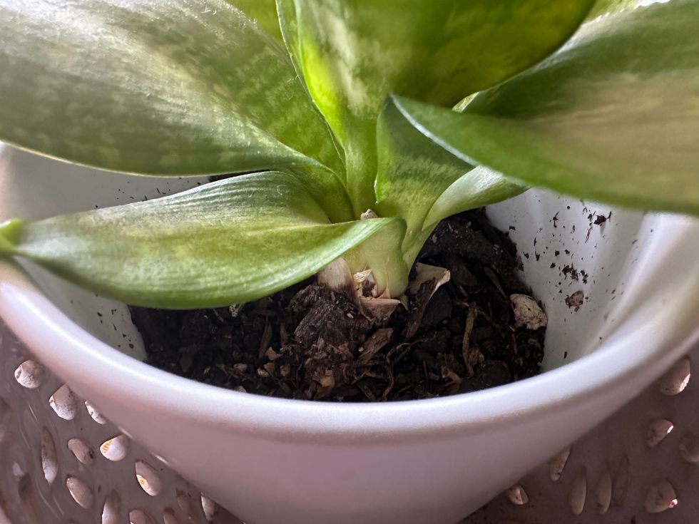 bird's nest snake plant, Sansevieria trifasciata, Hahnii, houseplants, low maintenance plants, fake plant