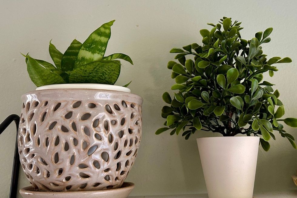 bird's nest snake plant, Sansevieria trifasciata, Hahnii, houseplants, low maintenance plants