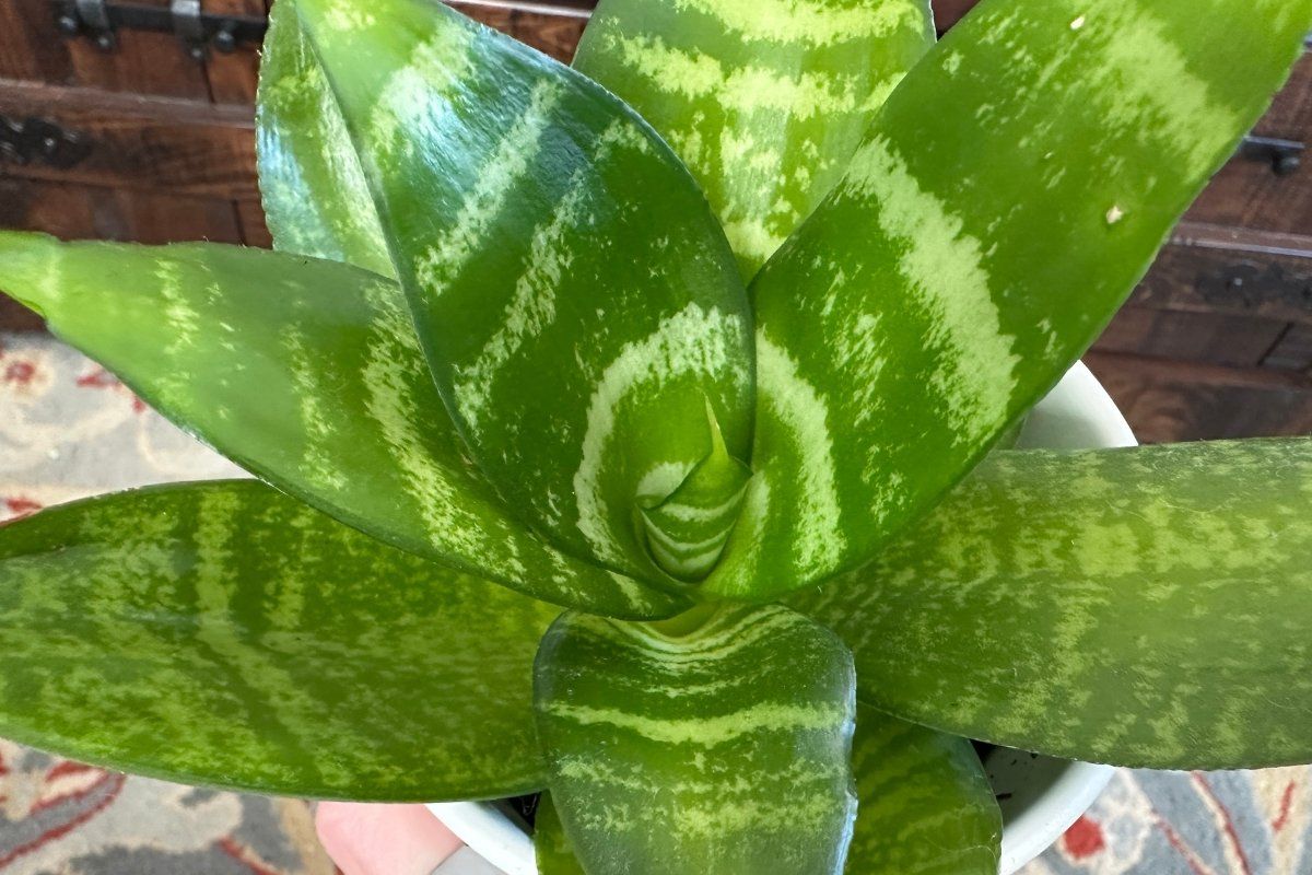 bird's nest snake plant, Sansevieria trifasciata, Hahnii, houseplants, low maintenance plants