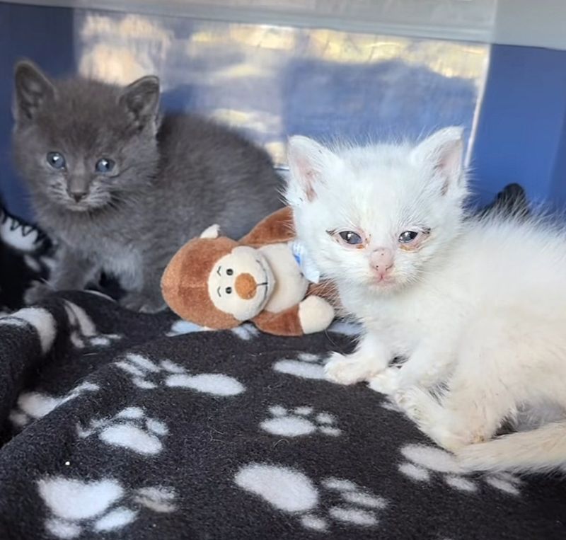 kittens rescued
