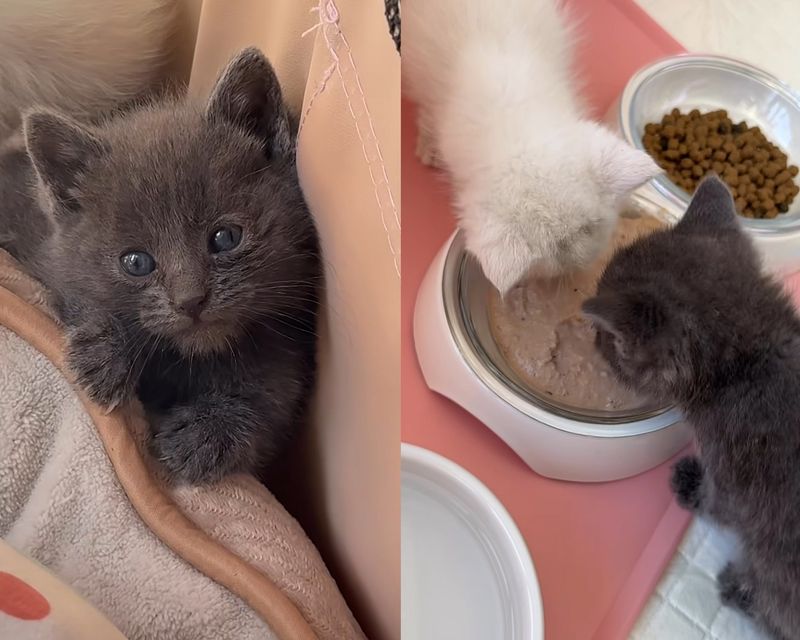kitten hiding food