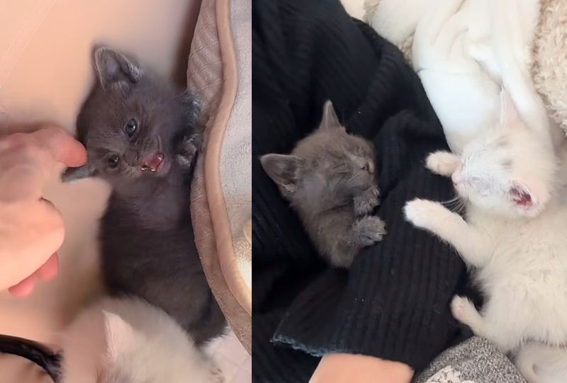 shy kitten cuddly cats