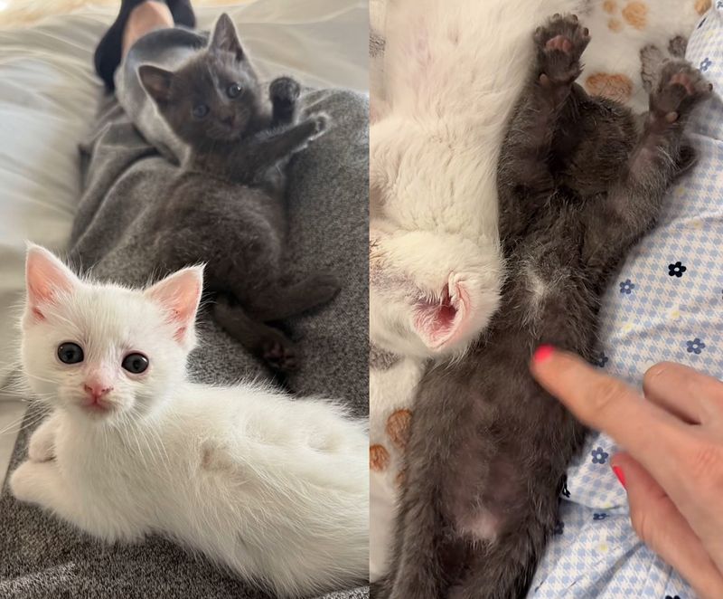 kittens lap cats