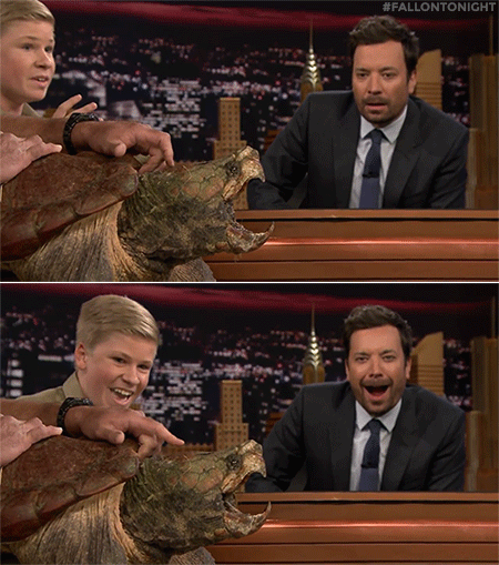 jimmy fallon, robert irwin, steve irwin, child star, fame
