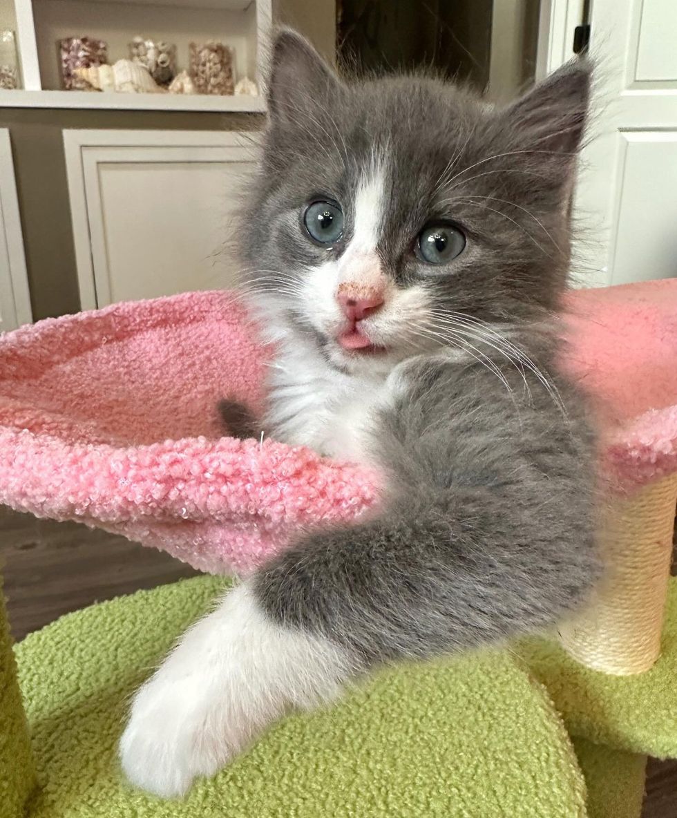 happy kitten tongue
