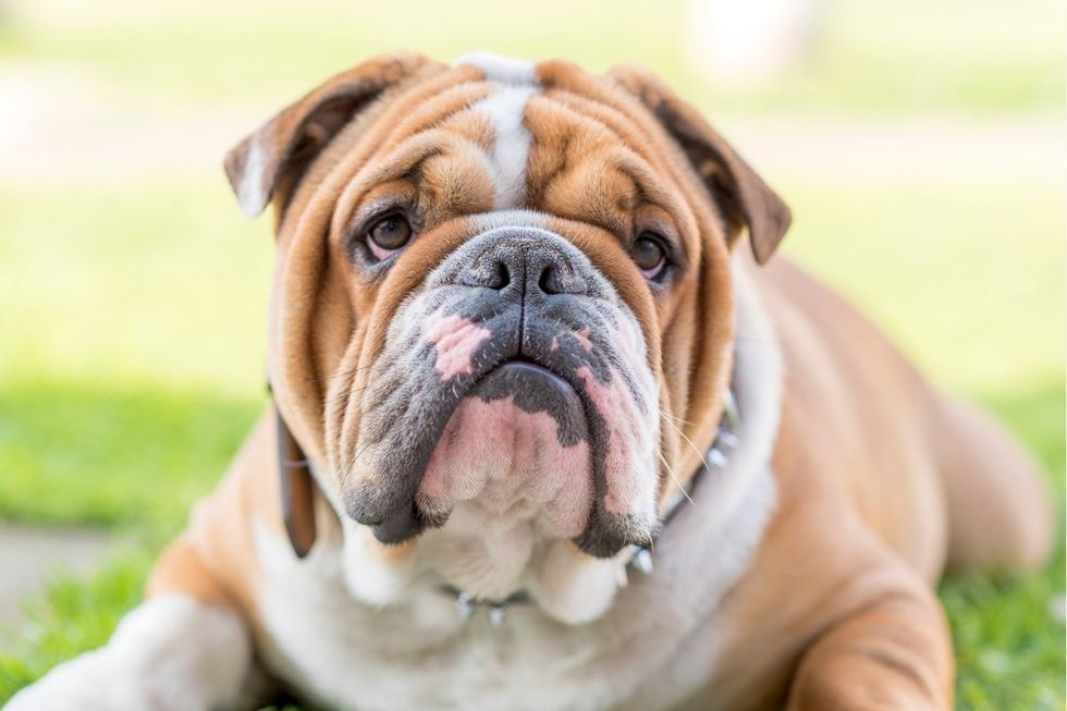 bulldog, dog, american kennel club, best family dogs, best dogs for kids