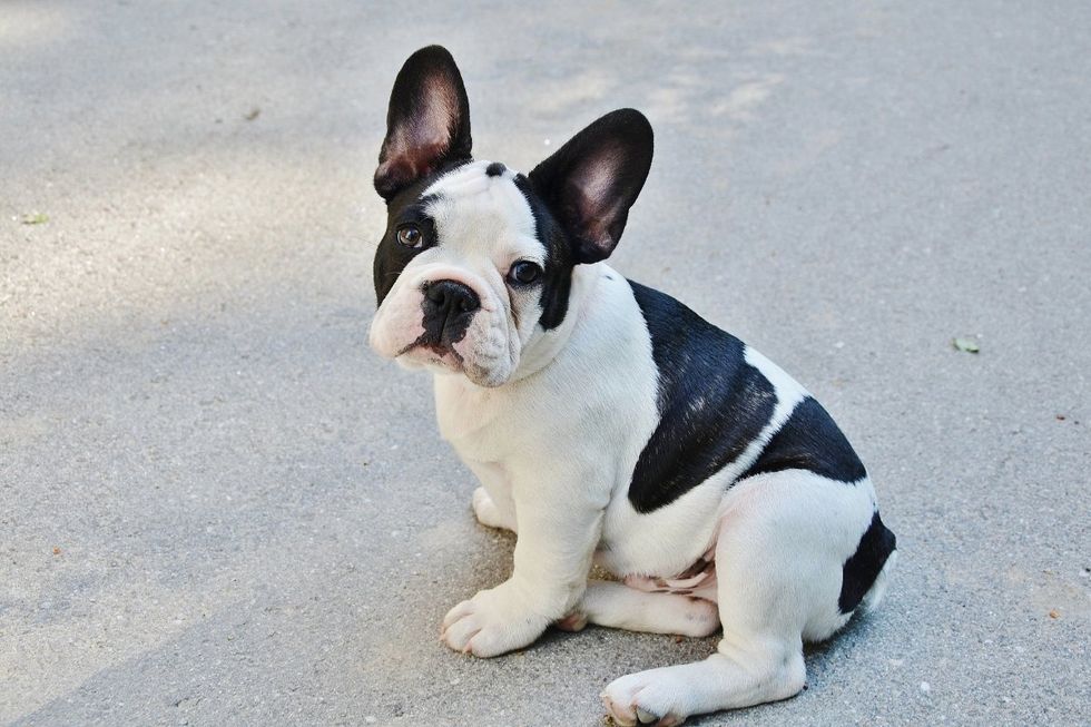 French bulldog, dog, american kennel club, best family dogs, best dogs for kids