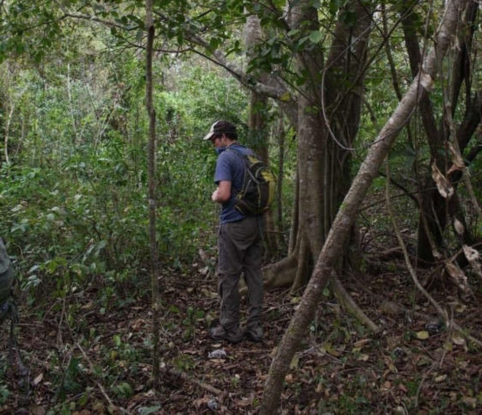 natural wonder, nature, environment, conservation, oranges, orange peels