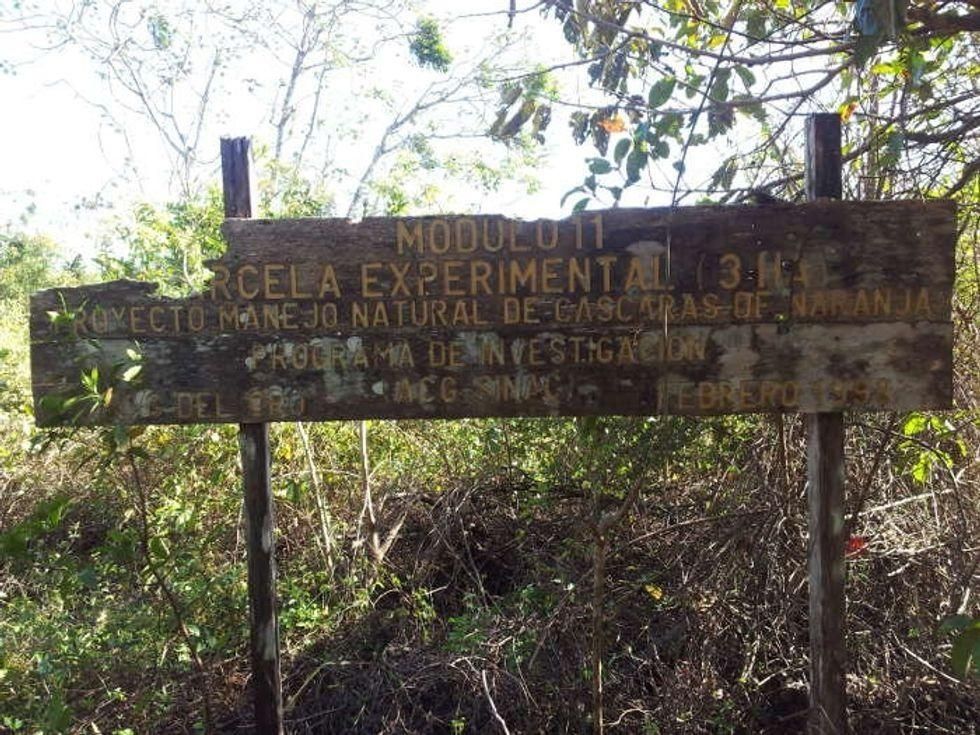 natural wonder, nature, environment, environmental miracle, planet, oranges, orange peels