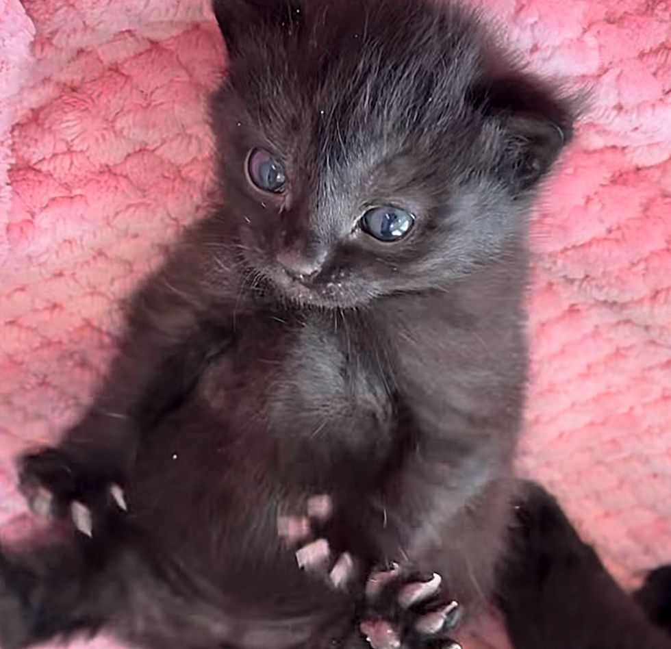 Cat Brought Indoors After Long Trip, Just Days Before Her 3 House Panther Kittens Arrive Cat Brought Indoors After Long Trip, Just Days Before Her 3 House Panther Kittens Arrive