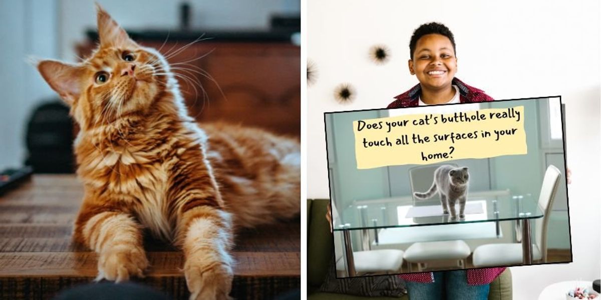 6th grader's science experiment answers, 'Do cat buttholes touch every surface they sit on?'