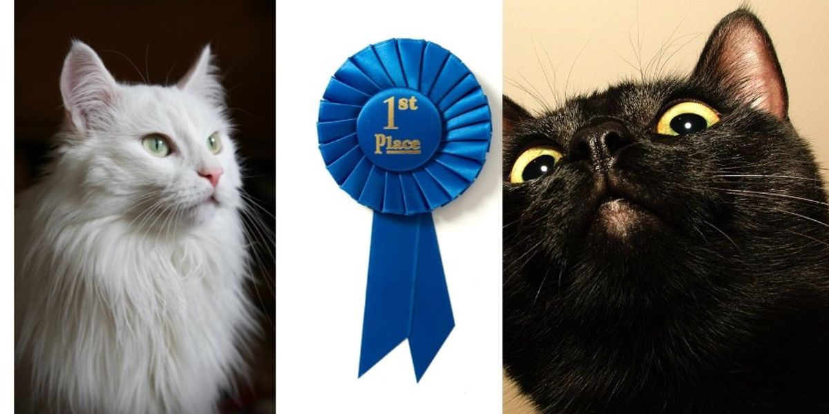 Cat forced to perform in animal show turns the tables on judge and wins people's hearts