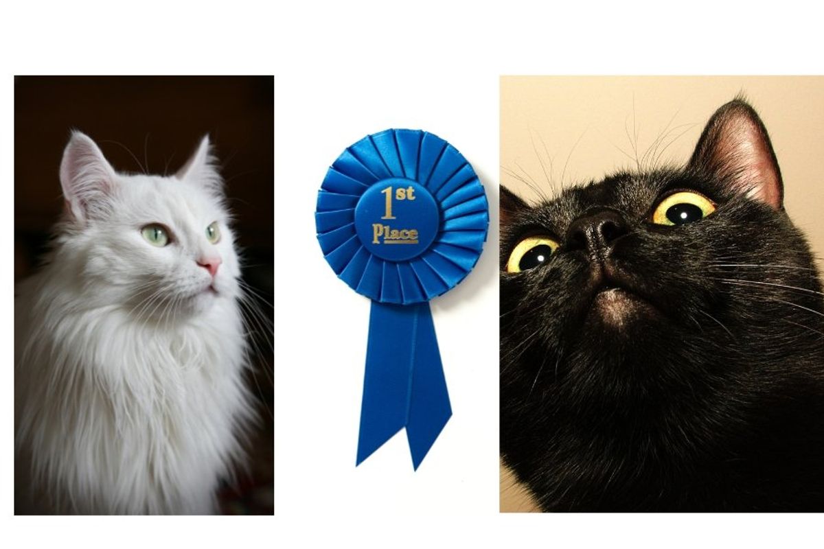 Cat forced to perform in animal show turns the tables on judge and wins people's hearts