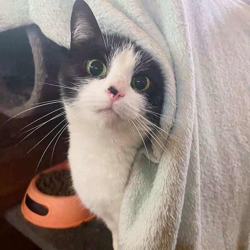 cat cute tuxedo