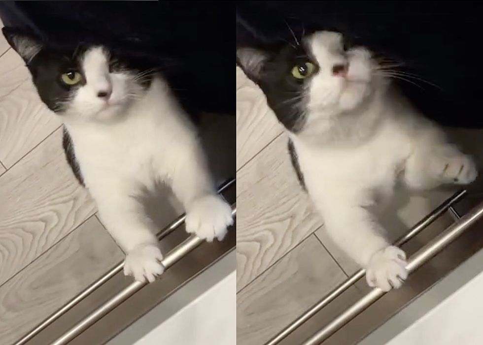cute cat attention