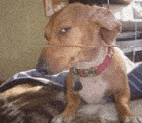 meme, side eye, gif, dog, gen z, humor