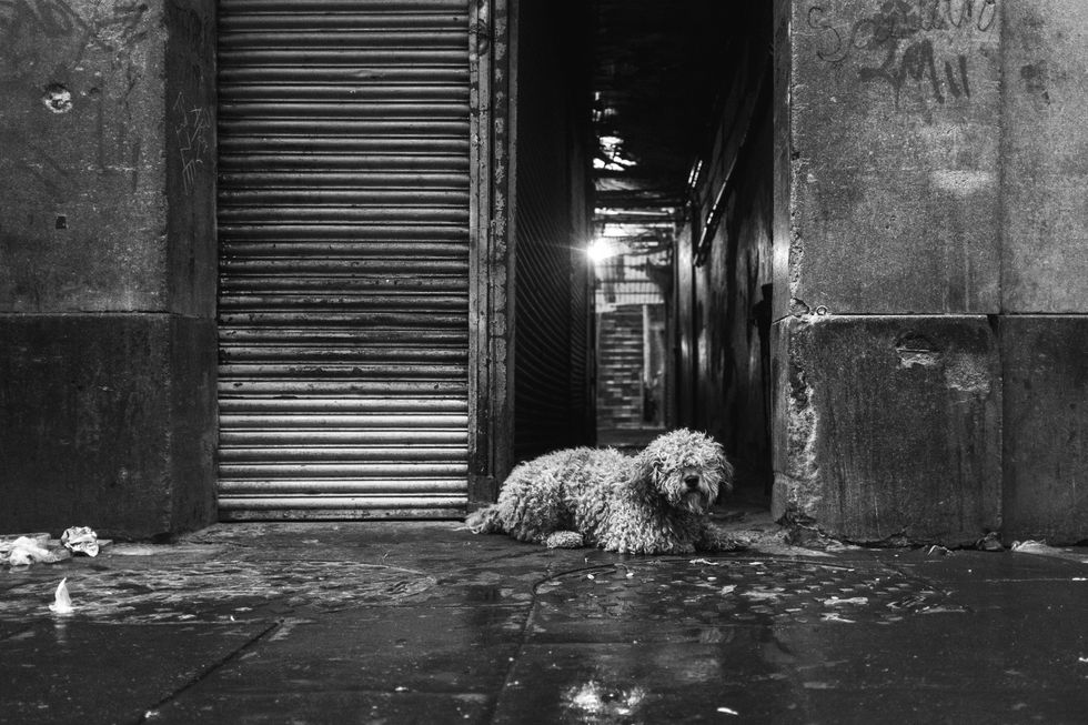 dog, pets, unhoused pets, homeless people, street vet