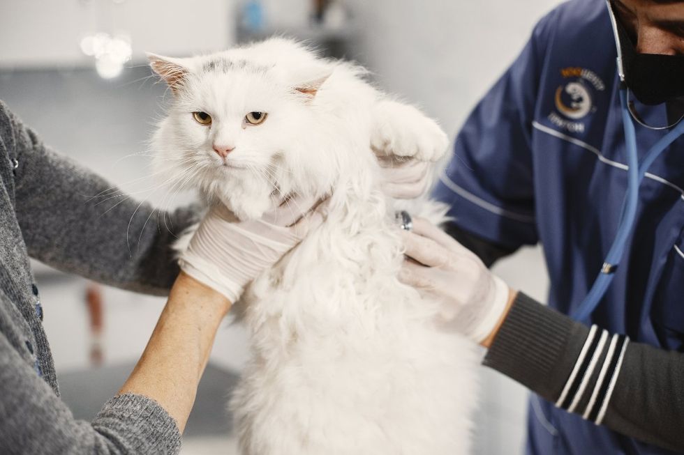 cat, pet, vet, vet bills, veterinarian