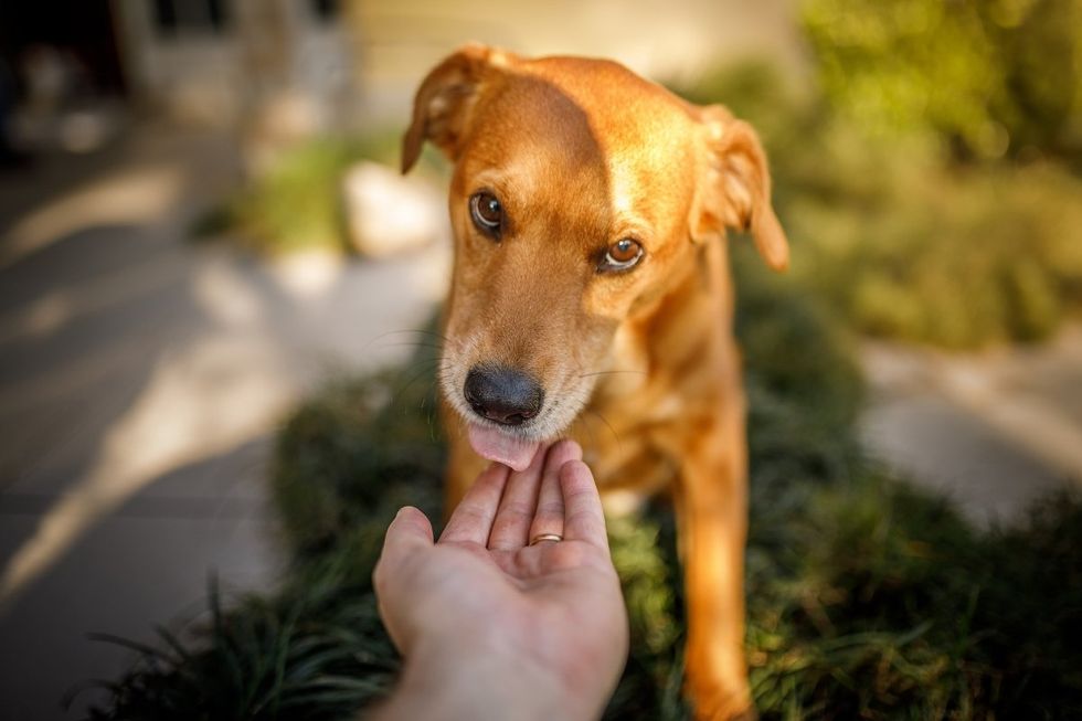 dogs, dog mouths clean, dog tongues, dog licking, should you let a dog lick your face