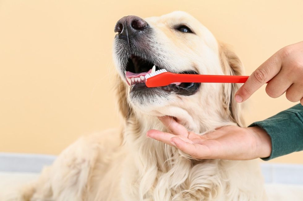 dogs, dog mouths, dog kisses, dog teeth cleaning