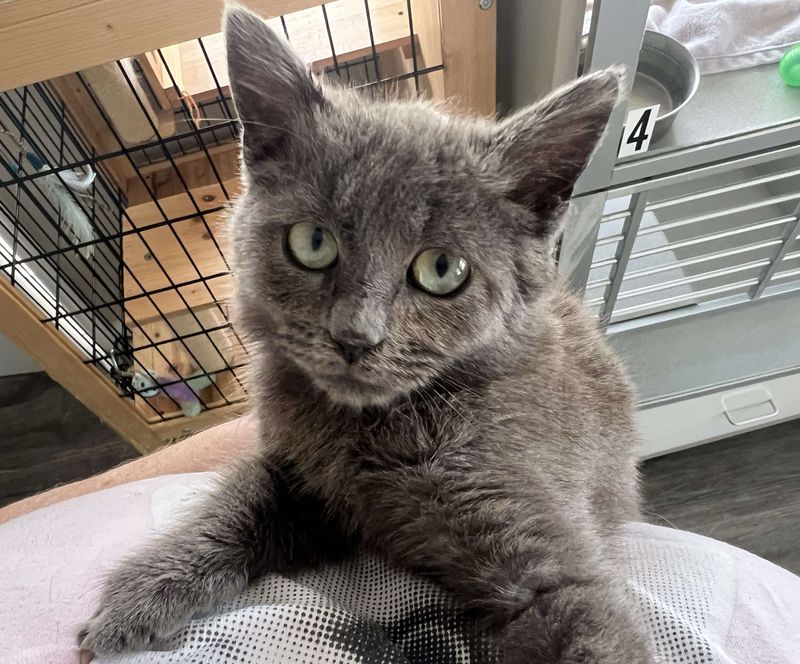 gray kitten hugs