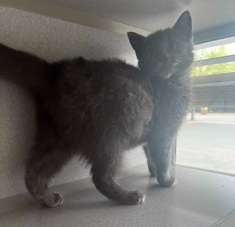 fluffy kitten tail